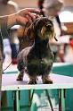 Crufts2011_2 1062